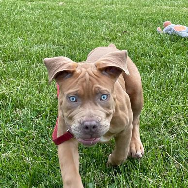 A brown puppy with striking blue eyes walks on green grass.