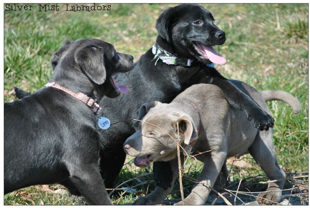 Pups playing (charcoal, black & silver)