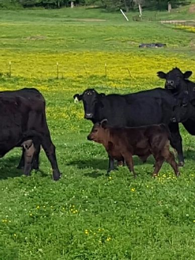 Cows and calf walking on pasture