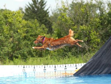 A dog leaps into a pool with green trees in the background.