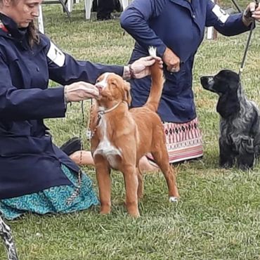 Two dogs being handled in a dog show outdoors.