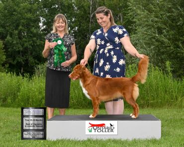 Dog show winner with handler and judge outdoors.