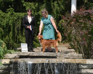 Dog wins Best of Breed at Markham Kennel Club.