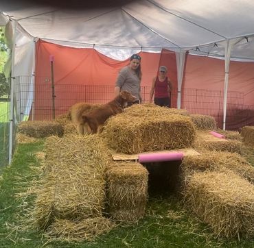 Dog on hay bales in a tent with two people watching.