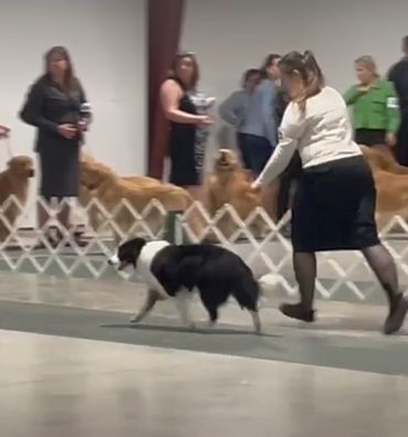 Woman showing a dog at a dog show event.