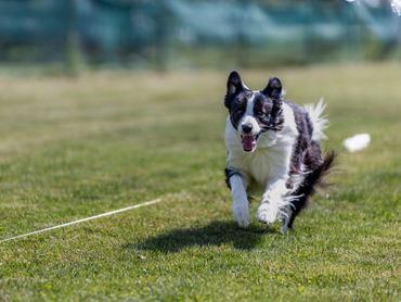 A black and white dog running on grass.