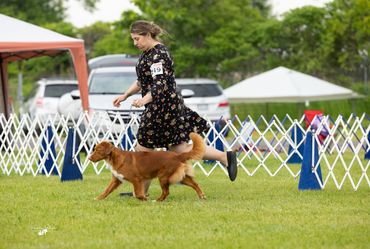 Woman walking a dog at an outdoor dog show.