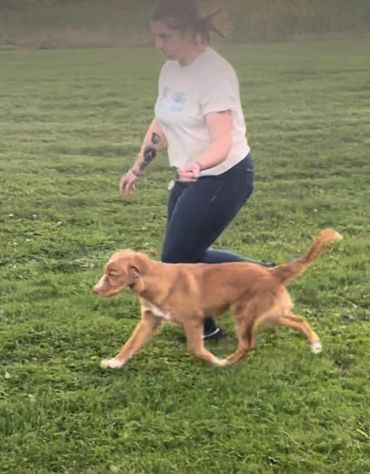 Woman walking a brown dog in a grassy field.