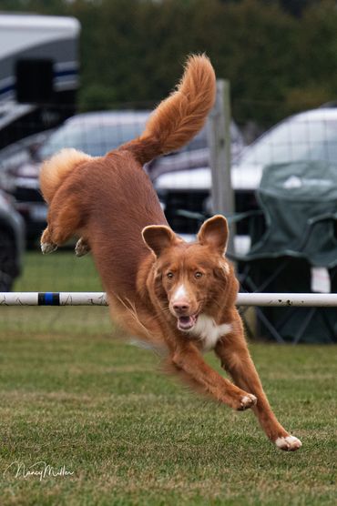 Dog jumping over an obstacle outdoors.