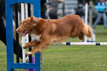 Dog jumping over an agility hurdle.