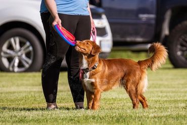 Dog looking at owner holding frisbees.