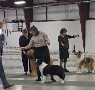 People training dogs indoors in a dog show setting.