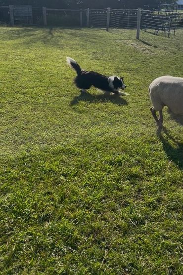 Border collie herding a sheep in a grassy field.