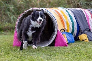 Border collie running out of colorful agility tunnel.