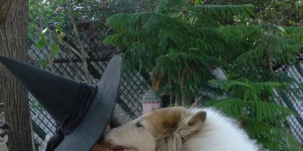 My beloved Casper LambBear Highlander, now crossed to the Bridge.