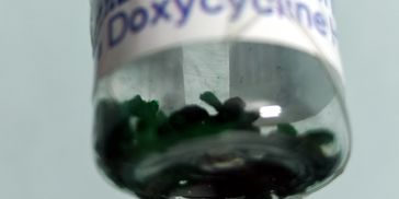 Doxycycline benefits through its antimicrobial and host-modulative properties.