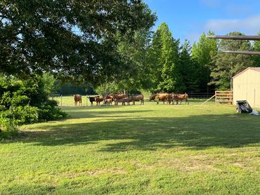 Red Angus Cattle on the Ranch