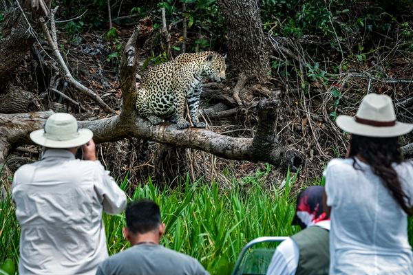 Photographing a Jaguar in Pantanal