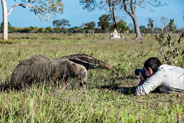 Photographing Giant Anteater