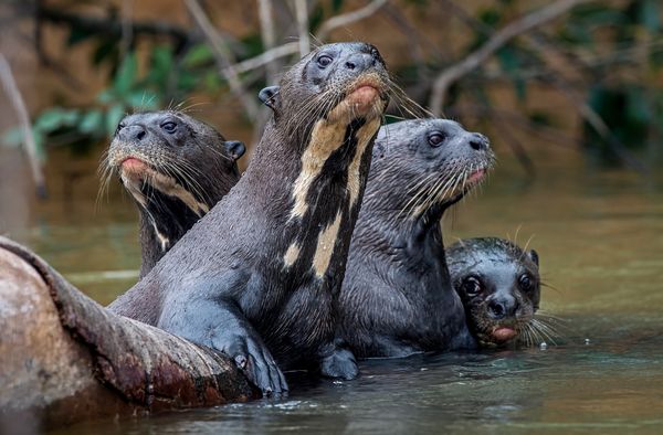 Giant River Otter Family