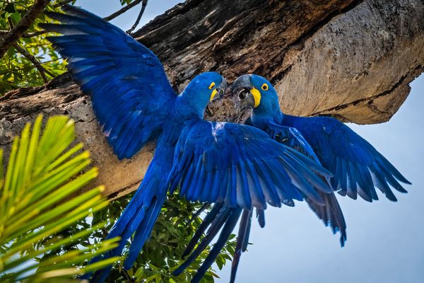 Playful Hyacinth Macaws