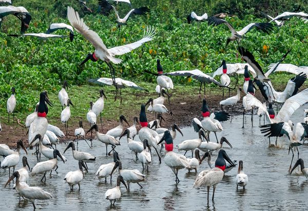 Jabiru Gathering