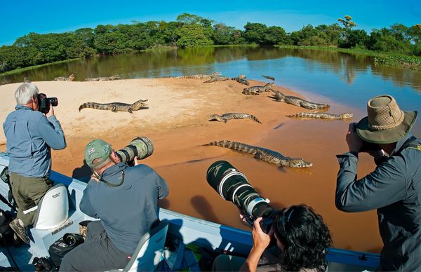 Photographing Caimans in Pantanal