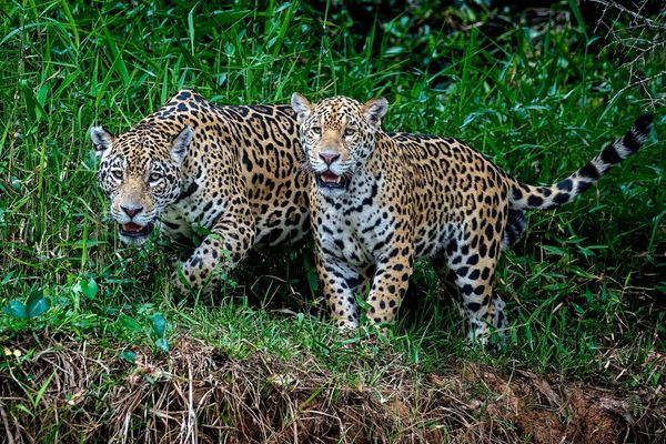 Jaguar Family