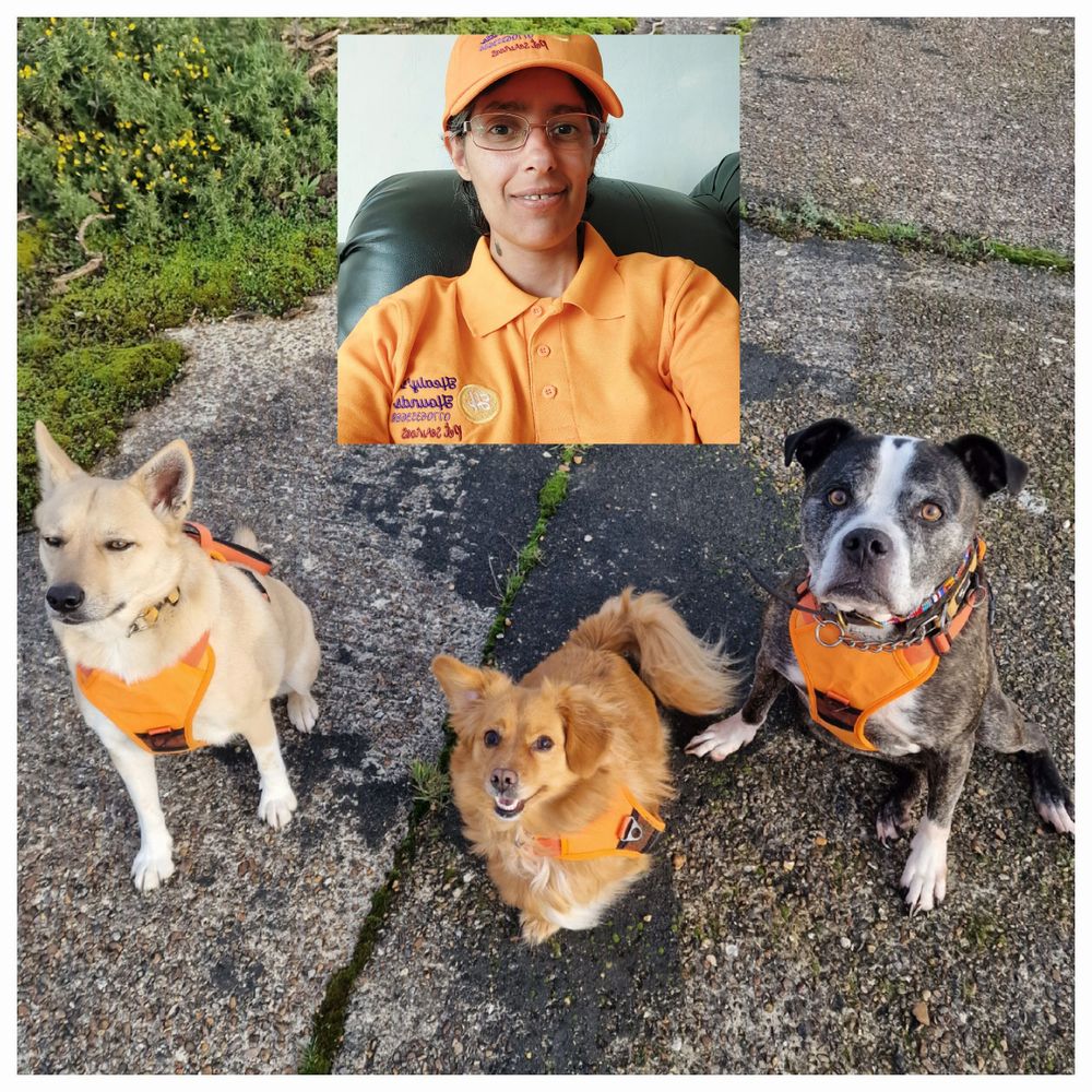 Meet the Team here at Healy's Hounds