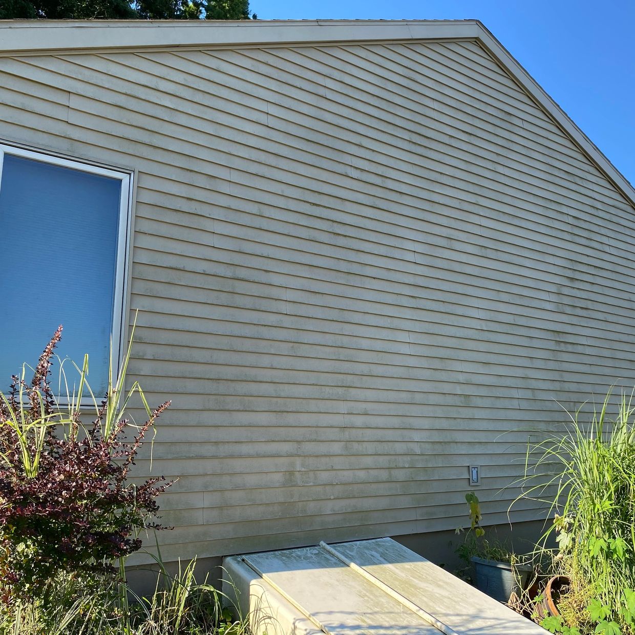Green Organic Algae Growth at a Riverside Property