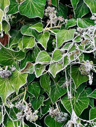 Green leaves and vines edged with frost on a cold morning.
