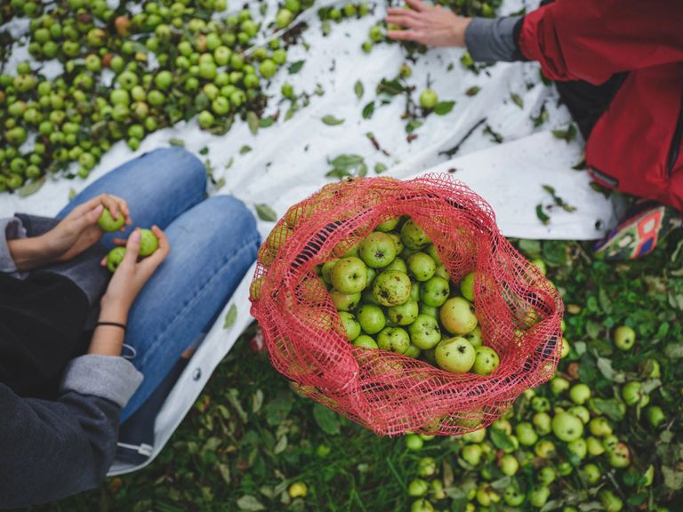 Crédit photo: Ulysse Lemerise
cidrerie, pomme, cidre nature, cider, natural cider, local cider
