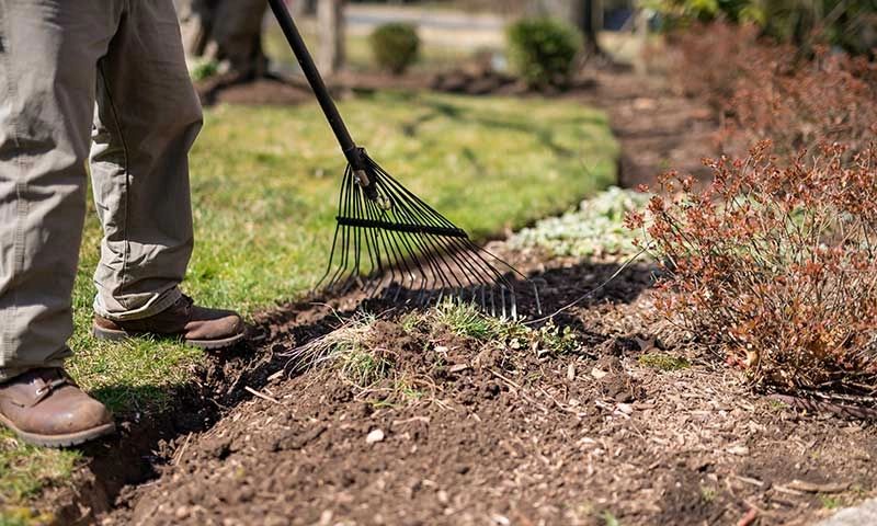 Person raking soil in a garden bed next to plants.
