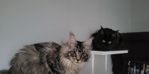Maine Coon breeders