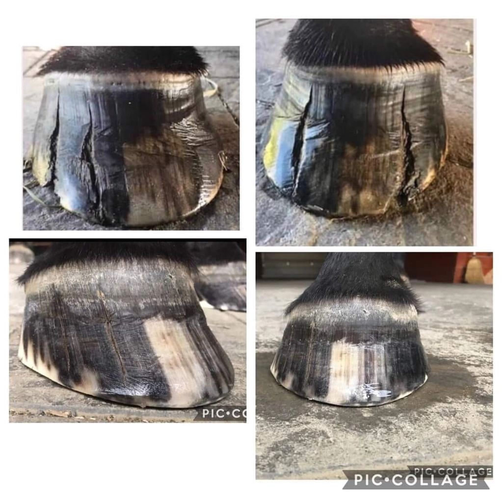 perfect hoof wear, hoof casting, treating npas, under-run heels, quarter crack repair, hoof wall fix