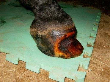 perfect hoof wear, hoof cast, hoof repair, hoof wall repair, hoof protection, horseshoe replacement