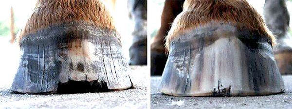 perfect hoof wear, hoof cast, hoof repair, hoof wall repair, hoof protection