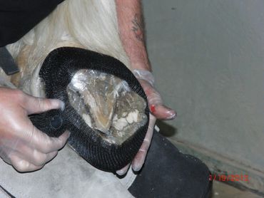 perfect hoof wear, hoof cast, hoof repair, hoof wall repair, hoof protection