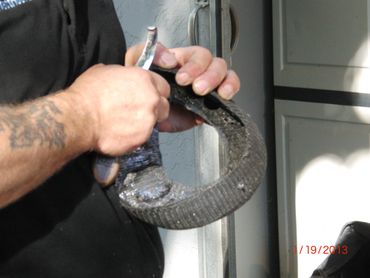 perfect hoof wear, hoof cast, hoof repair, hoof wall repair, hoof protection