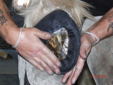 perfect hoof wear, hoof cast, hoof repair, hoof wall repair, hoof protection