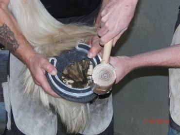 perfect hoof wear, hoof cast, hoof repair, hoof wall repair, hoof protection