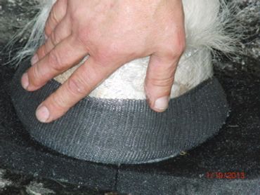 perfect hoof wear, hoof cast, hoof repair, hoof wall repair, hoof protection