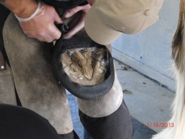 perfect hoof wear, hoof cast, hoof repair, hoof wall repair, hoof protection