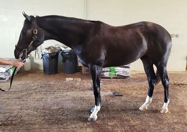 perfect hoof wear, hoof cast, hoof repair, hoof wall repair, hoof protection