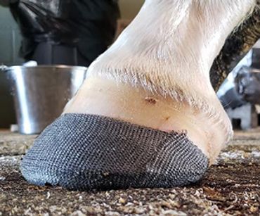 perfect hoof wear, hoof cast, hoof repair, hoof wall repair, hoof protection