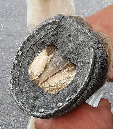 perfect hoof wear, hoof cast, hoof repair, hoof wall repair, hoof protection, horseshoe replacement