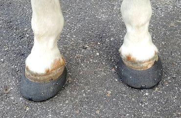 perfect hoof wear, hoof cast, hoof repair, hoof wall repair, hoof protection, horseshoe replacement