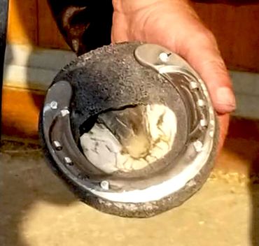 perfect hoof wear, hoof cast, hoof repair, hoof wall repair, hoof protection, horseshoe replacement