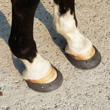 perfect hoof wear, hoof cast, hoof repair, hoof wall repair, hoof protection, horseshoe replacement