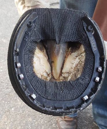 perfect hoof wear, hoof cast, hoof repair, hoof wall repair, hoof protection, horseshoe replacement
